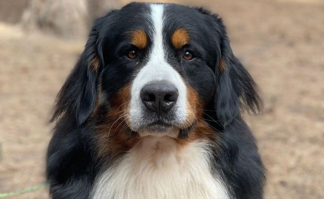 Ronin, the Bernese Mountain Dog