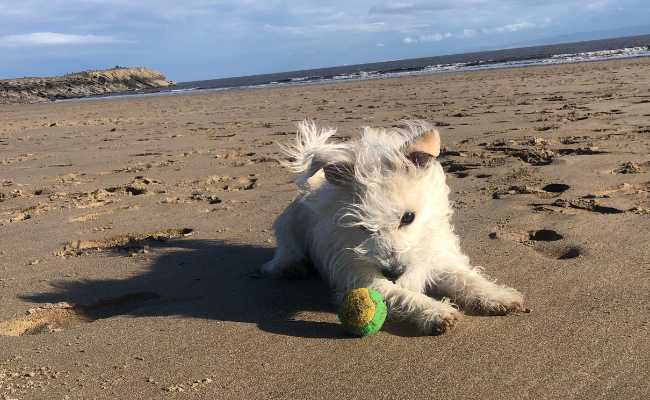 A small, white puppy is stretched out on a sandy beach after a fun game of ball.