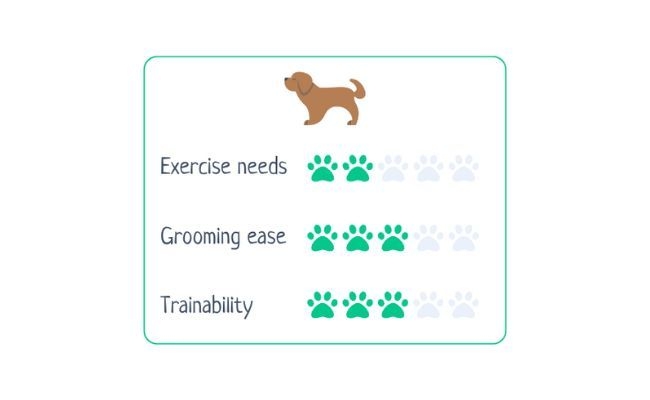 Shih Tzu  Exercise Needs 2/5 Grooming Ease 3/5 Trainability 3/5