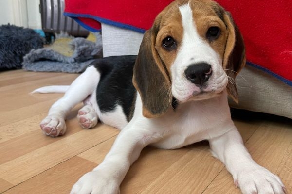 Doggy member Leo, the Beagle lying in the living room content after his breakfast