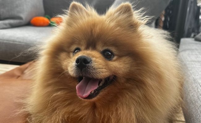 Milo, the Pomeranian