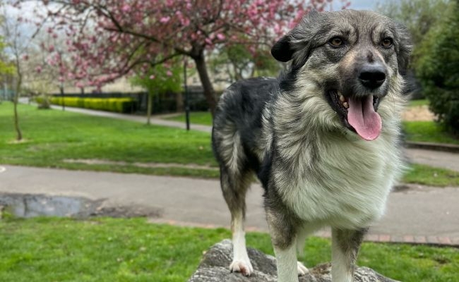 Doggy member Wookiee, the Cross Breed standing on a stone at a park lined with cherry trees