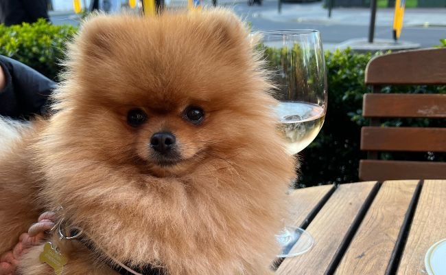 Freddie, the Pomeranian