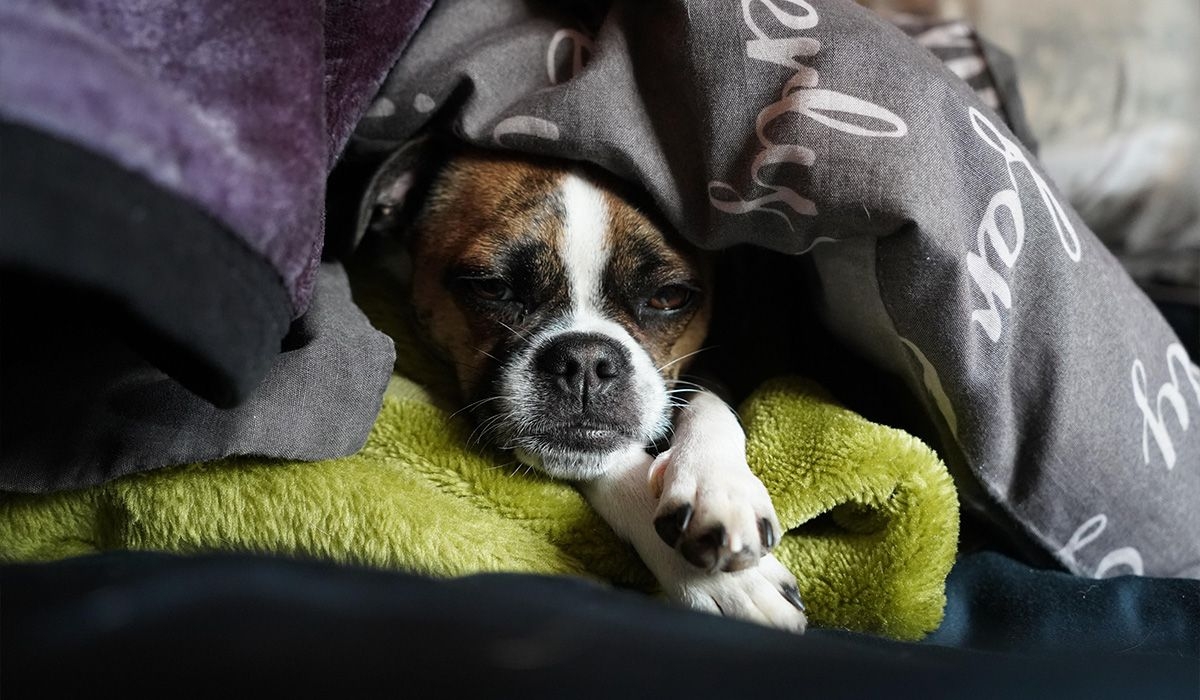 Lotti is snuggled under a duvet with her head and paws poking out