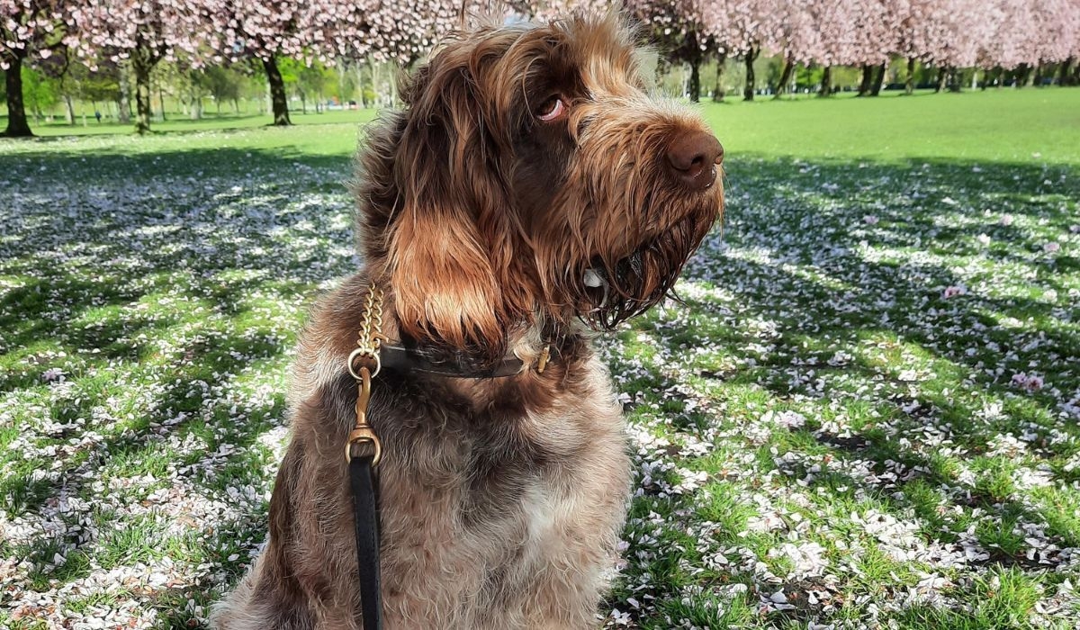 Italian Spinone