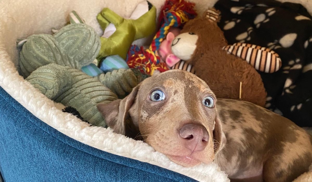 puppy surrounded by toys