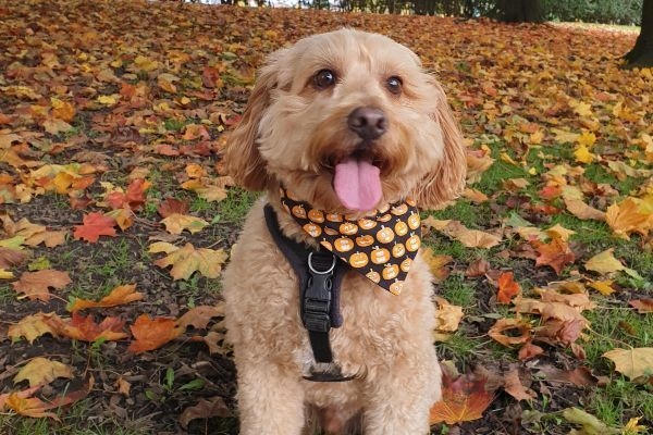 Dexter the Cockapoo wearing a pumpkin bandana on a floor full of burnt orange leaves