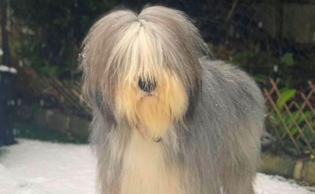 Ziggy, the Bearded Collie