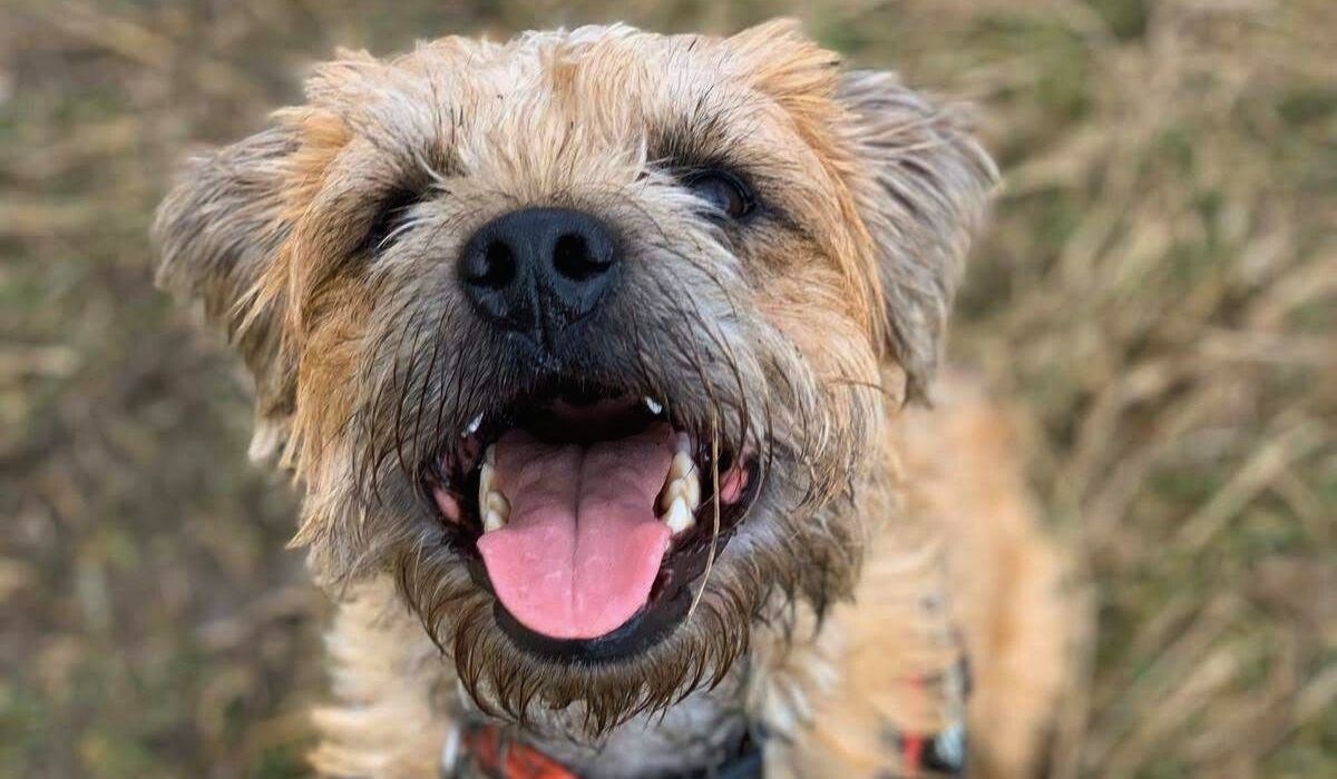 A tan and black wiry haired small dog with wide open mouth sits on the grass looking up at the camera.