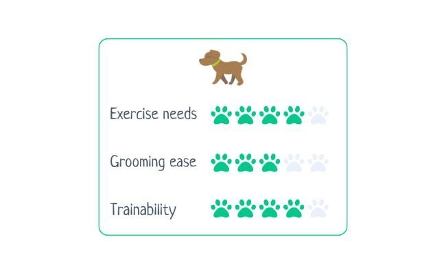 Gordon Setter  Exercise Needs: 4/5 Grooming Ease: 3/5 Trainability: 4/5