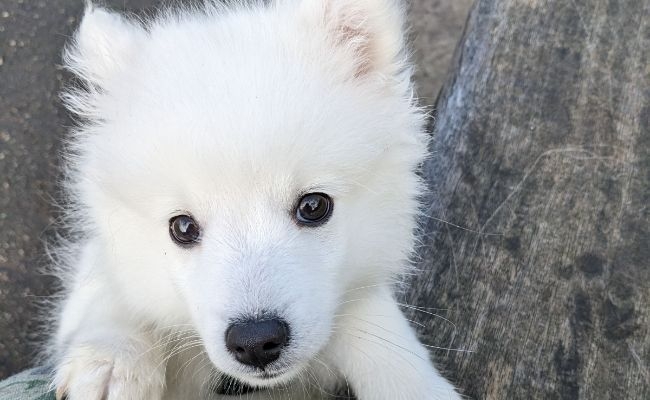 Rino, the Japanese Spitz