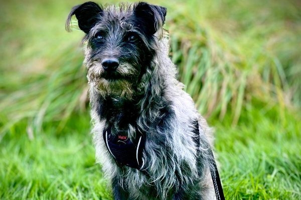 Bo the Bedlington Terrier waiting in the long grass to go for a run