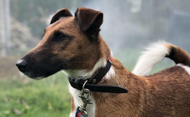 Archie, the Smooth Fox Terrier