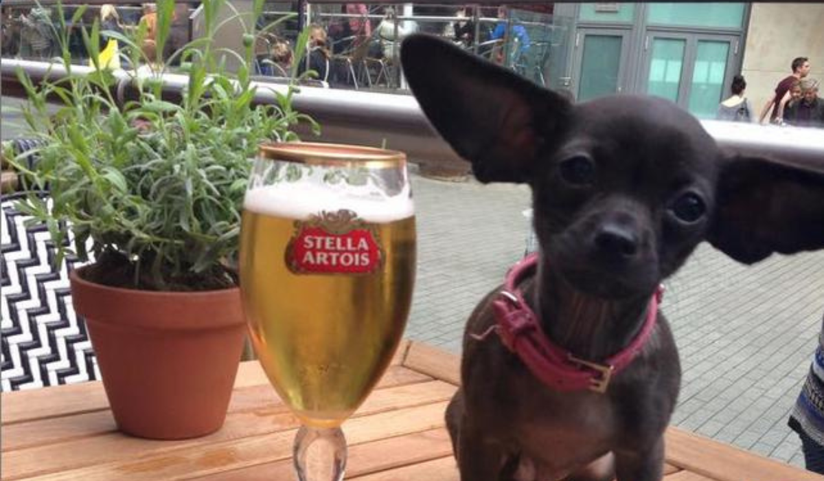 An adorable, small pup with large, batwing ears sits on a table outside next to a pint.