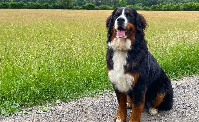 Barley, the Bernese Mountain Dog