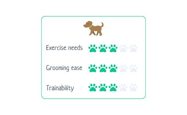 Wire Haired Dachshund  Exercise Needs 3/5 Grooming Ease 3/5 Trainability 3/5