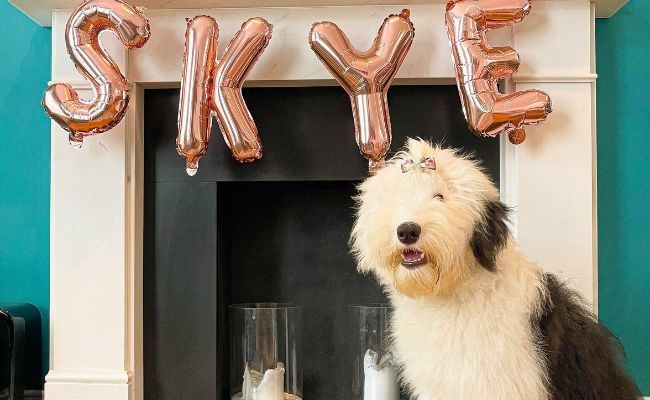 Skye, the Old English Sheepdog