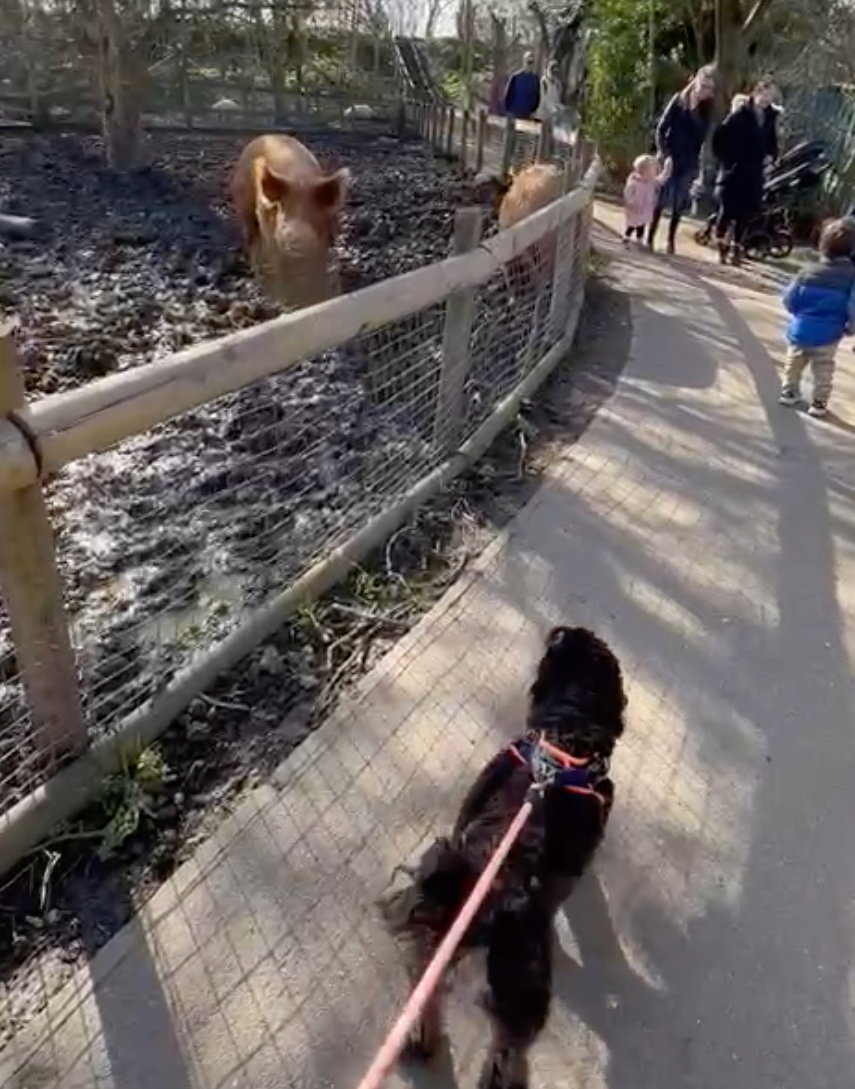 Baloo visiting Mudchute Farm