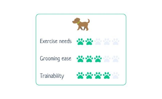 Cavachon  Exercise Needs 2/5 Grooming Ease 3/5 Trainability 4/5