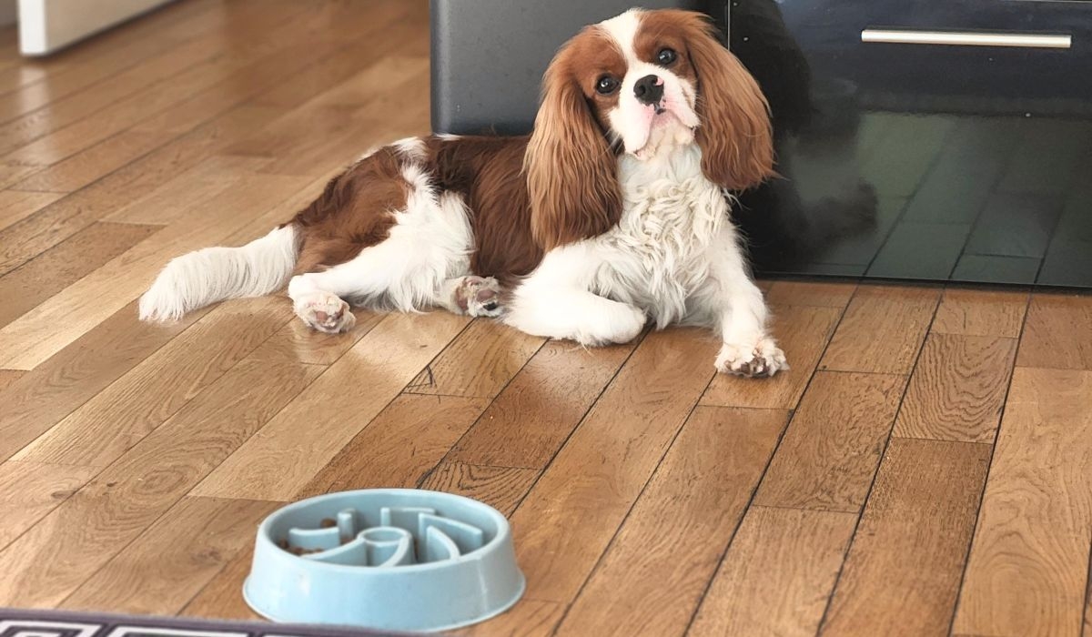 Cavalier King Charles Spaniel doggy with a slow feeder