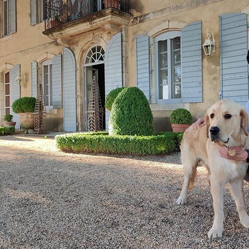 Golden Retriever standing outside a lovely building