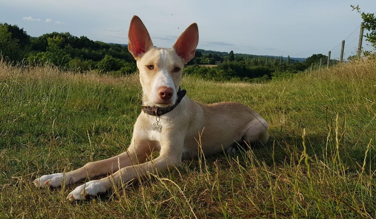 Podenco Canario