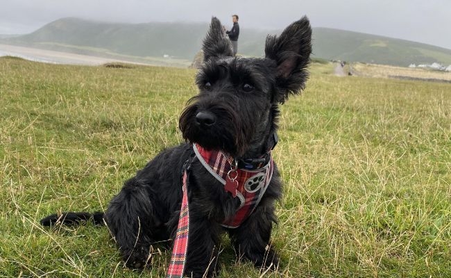 Maggie, the Scottish Terrier