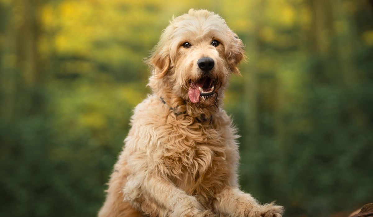 A shaggy-haired, large but gentle golden dog with their tongue hanging out the side of their mouth