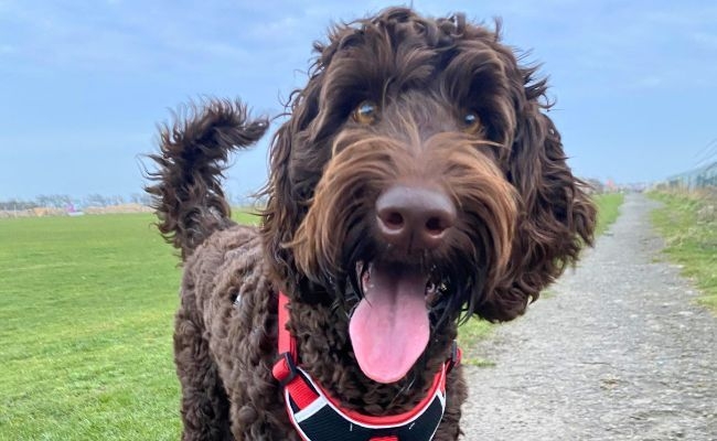 Lola, the Labradoodle