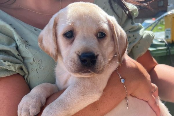 Luca, the Labrador