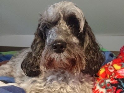 A dog in many shades of grey with impressive eyebrows lies on a rug