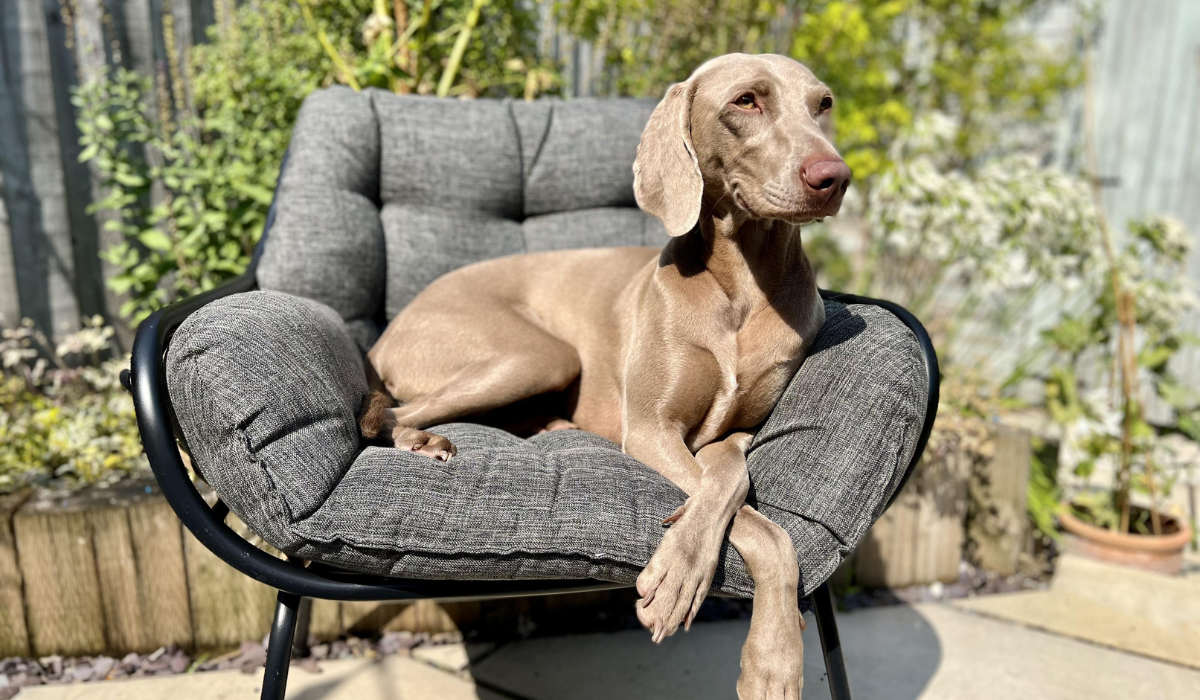 A majestic Weimaraner is lying on a large, cushioned garden chair with their paws crossed elegantly over the chair edge.