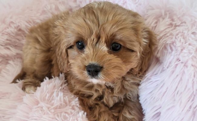 Daisy, the Cavapoo cuddled up in her fluffy pink bed