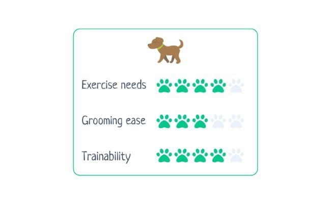 German Shepherd  Exercise Needs 4/5 Grooming Ease 3/5 Trainability 4/5