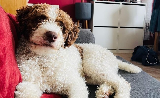 Coco, the Spanish Water Dog