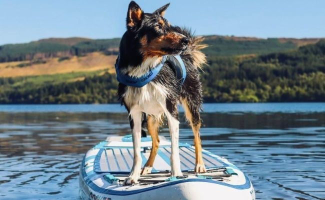 Loki the wet Border Collie standing on a paddleboard keeping cool and having some fun in the sun