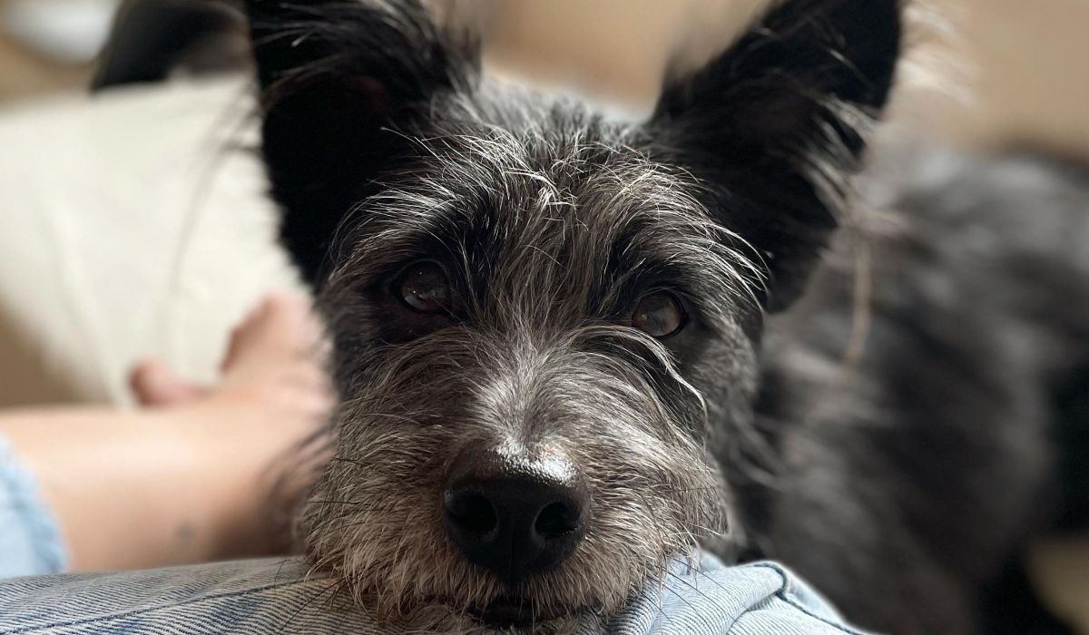 A sweet cross breed resting their head on their owner