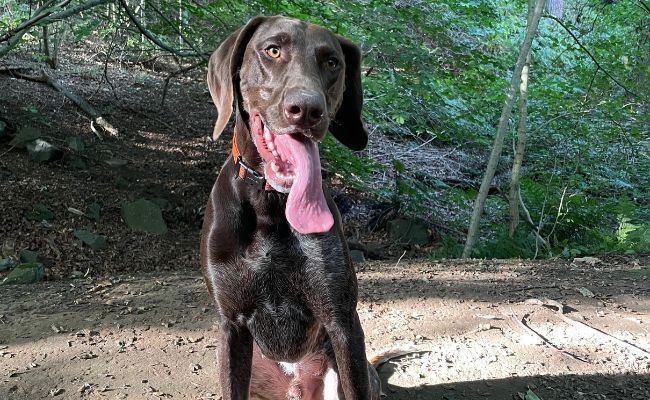 Archie, the Pointer