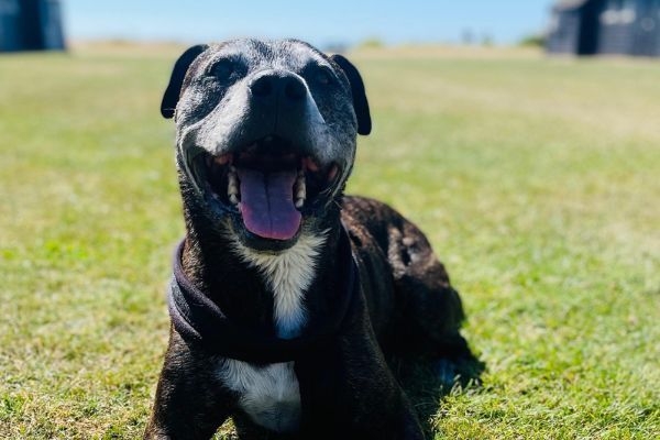 Brucie, the Staffordshire Bull Terrier