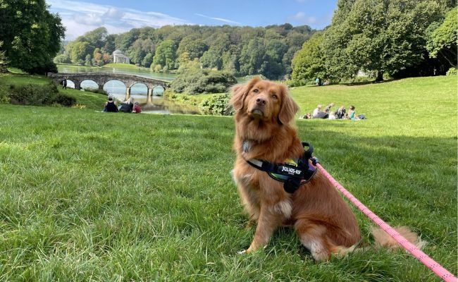 Hollie, the Nova Scotia Duck Tolling Retriever