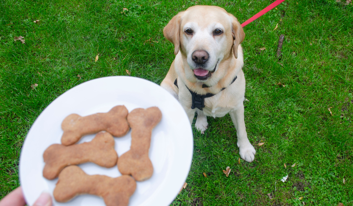 A gorgeous, large pooch sits eagerly waiting for the plate of Banana and Peanut Butter Bone Treats coming their way in the garden.