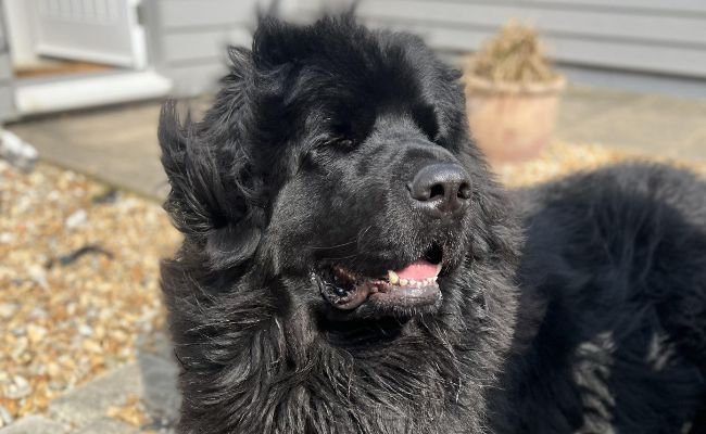 Bear, the Newfoundland