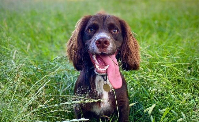 Doggy member Archie, the Cocker Spaniel, sitting happily in the long grass, with his tongue flopped out