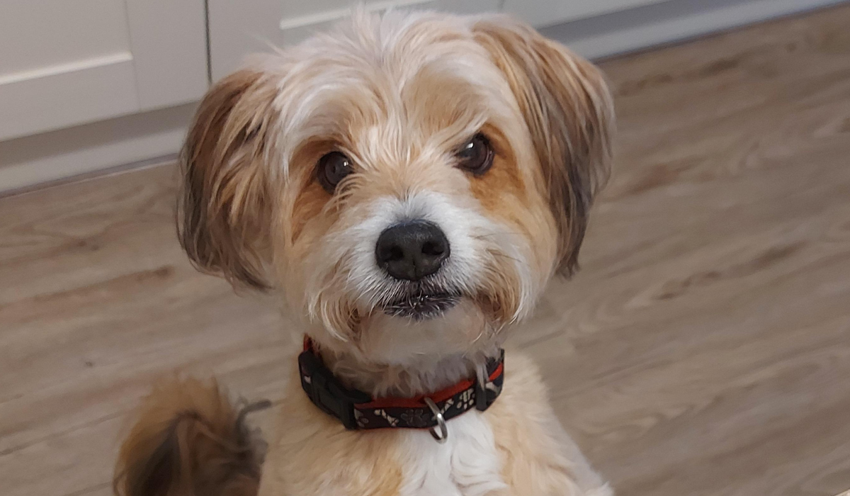 A sweet, little pooch with floppy ears and a bushy tail is sitting tall ready to jump up and greet their human.