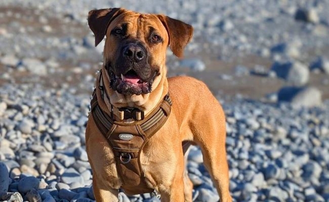 Brucie, the Boerboel