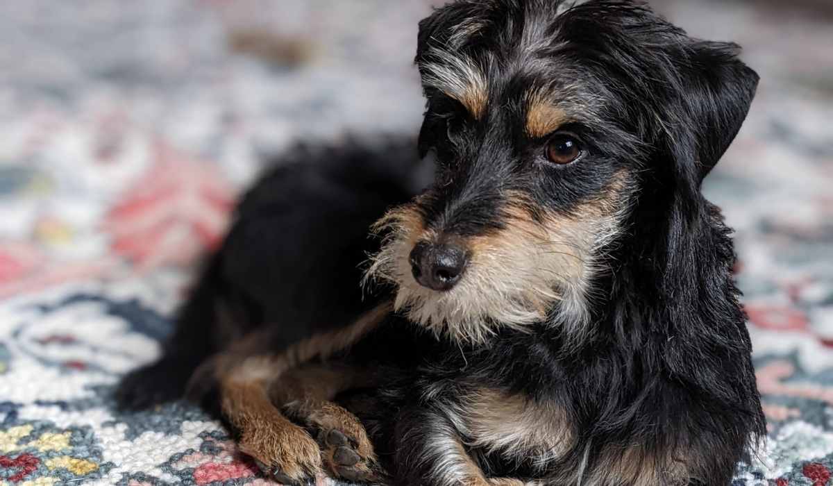 A cute, black and tan dog lies curled up on the carpet waiting for their human to come home.