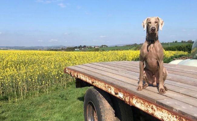 Ted, the Weimaraner