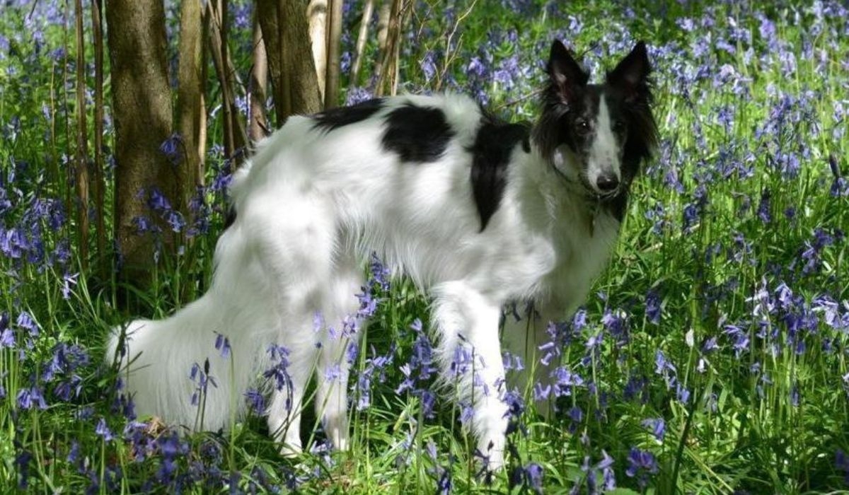 A tall, white dog with black patches and a long bushy tail is playing hide and seek in a field of bluebells.