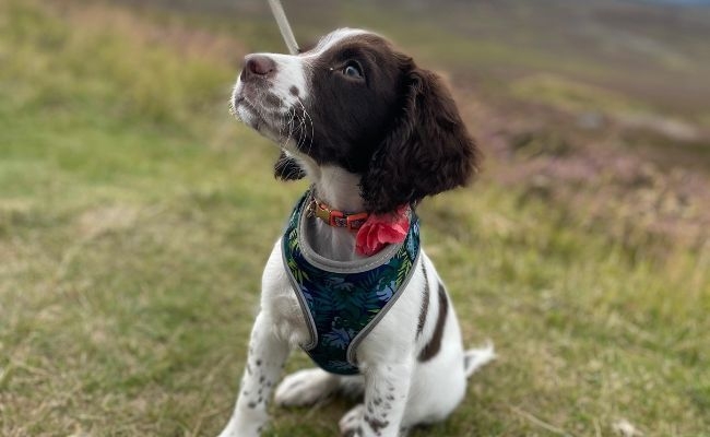 Hazel, the Springer Spaniel