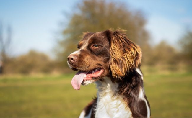 Baloo, the Brittany